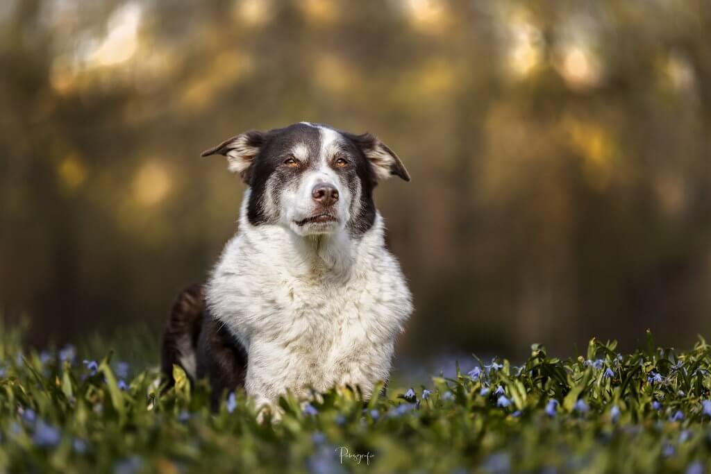 Kalle