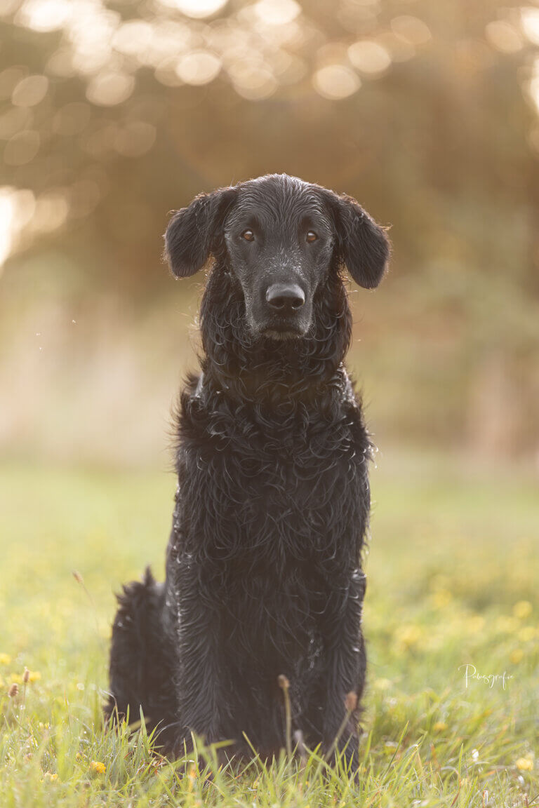 Geschichtenhund